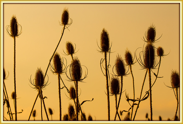 Sunset Sentries