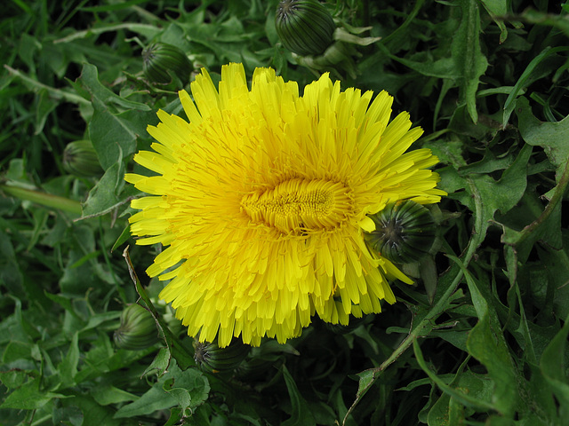 Mutant Dandelion?