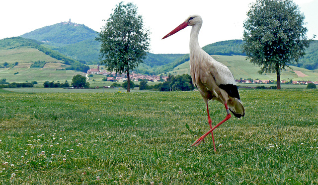 "pavane" pour une cigogne...