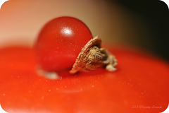 Tomate mit "Auswüchsen"