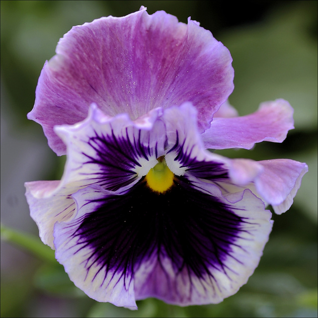 Pansy 00