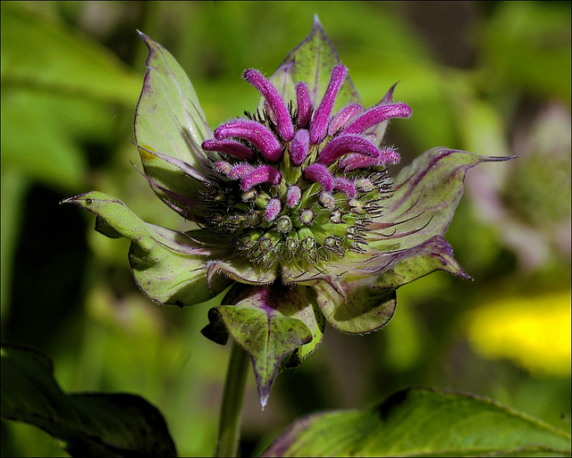 Monarda 00