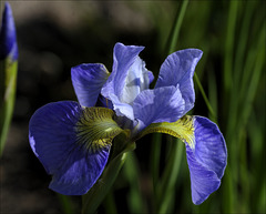 Iris 33