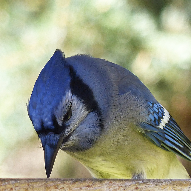 A quick shot at the feeder