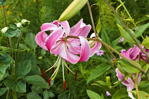 Japanese Lily #1 – New York Botanical Garden, New York, New York