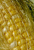 Ear of Corn Macro