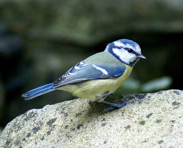 Blaumeise (Cyanistes caeruleus). ©UdoSm