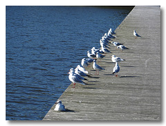 Pretty Birds All In A Row