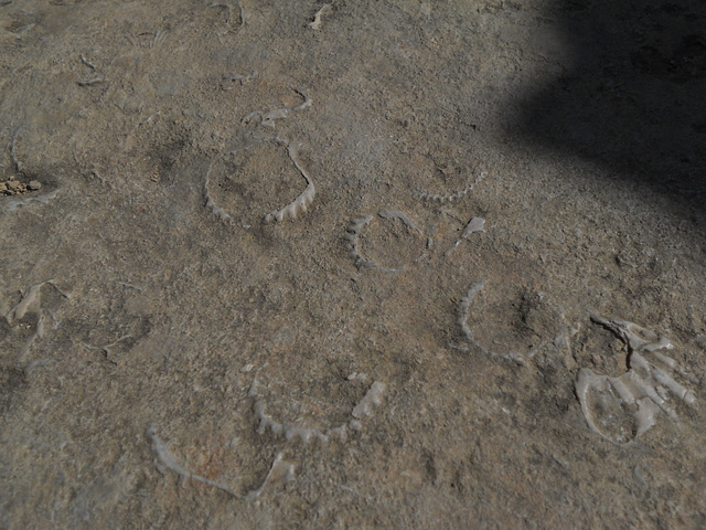 Shells in the lime stone