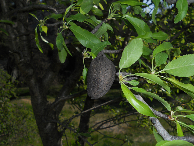 Last year's almond with the fusk gone