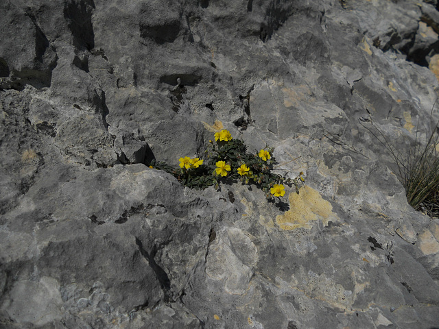 even in the smallest crack ....