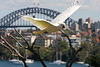 Sulfer-crested cockatoo