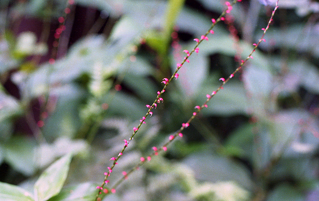 Antenoron filiforme