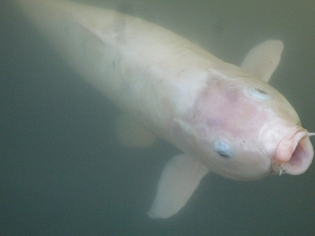 Carpa blanca koi