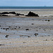 Baie du Mont-Saint-Michel, en allant vers Cancale (Ille-et-Vilaine, France)