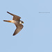 Eurasian Hobby / Boomvalk (Falco subbuteo)