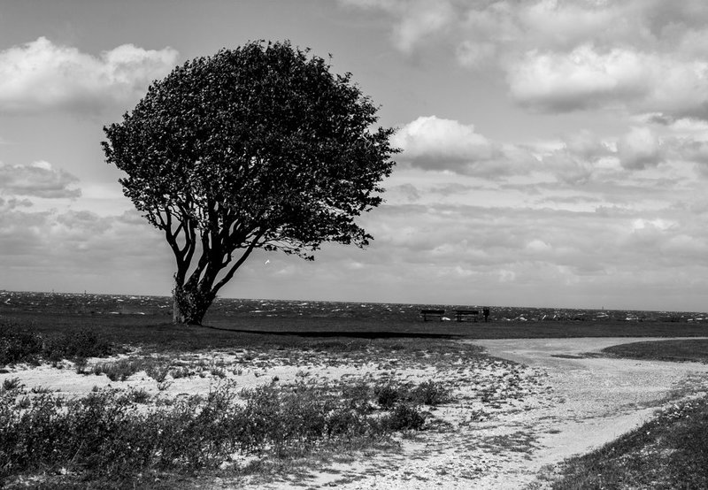 Windy tree