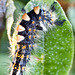 Tussock Moth caterpillar sp.