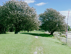 Pale trees