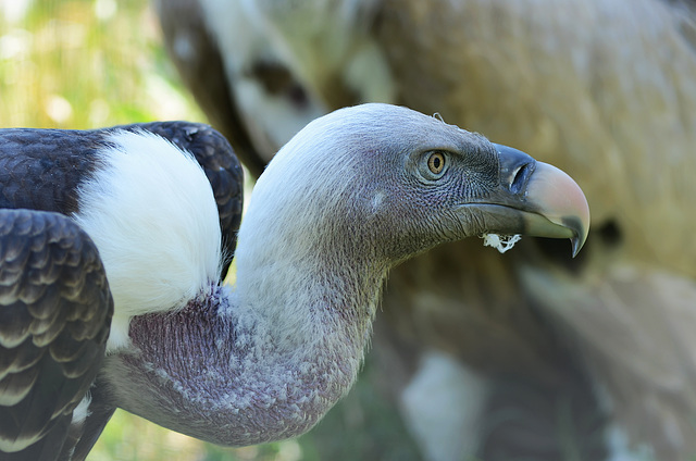 FREJUS: Zoo: Un vautour fauve (Gyps fulvus).