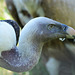 FREJUS: Zoo: Un vautour fauve (Gyps fulvus).