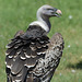 FREJUS: Zoo: Un vautour fauve (Gyps fulvus).