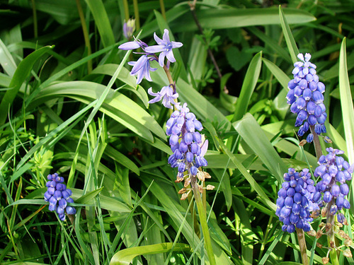 Grape hyacinths