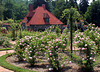 Climbing roses, Biltmore