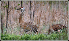 Sandhill Cranes