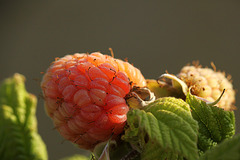 Patio Life: Raspberry