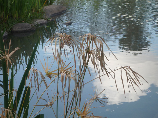 Pequeño lago japonés