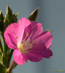 Patio Life: Greater Willowherb