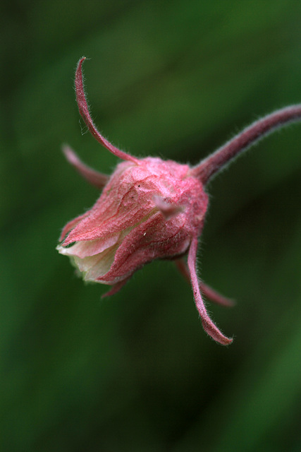 Prairie Smoke