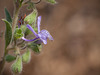 The Tiny and Beautiful Blue Curls Flower