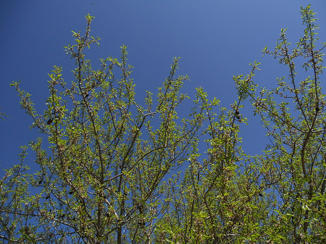 Almond tree