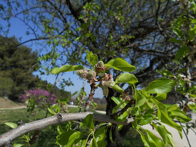 Almonds, just missed their bloom