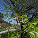 Almonds, just missed their bloom