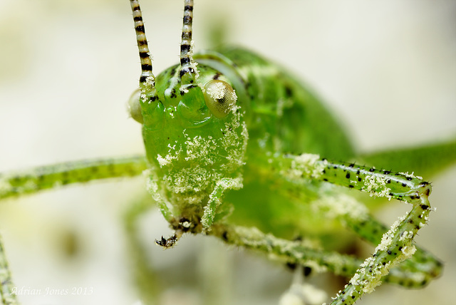 Speckled Bush Cricket Nymph