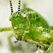 Speckled Bush Cricket Nymph