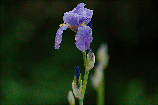 Iris in the Morning