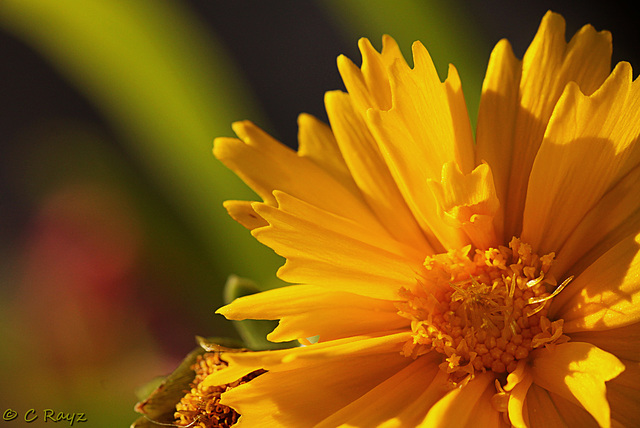 Patio Life: Sunburst