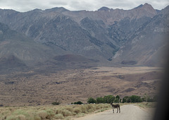 Division Creek, CA (0353)