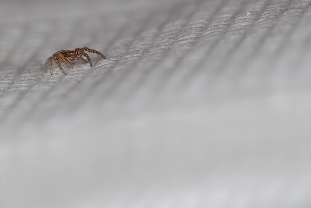 Tiny 1mm Spider on Paper Napkin