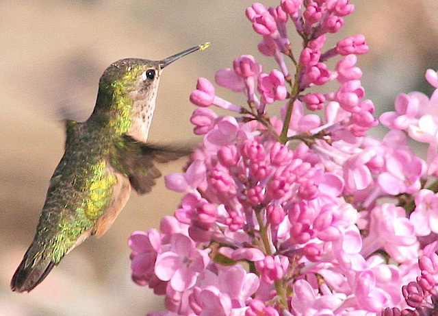 Humming Bird