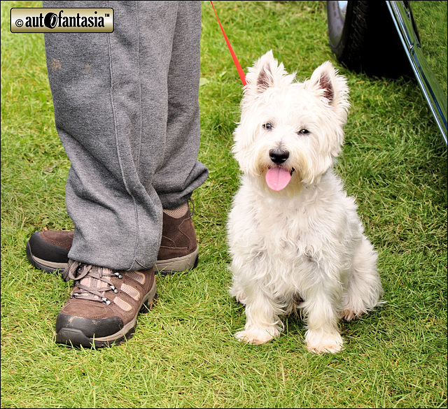 Dogs At Car Shows