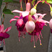 Gorgeous coloured fuschias