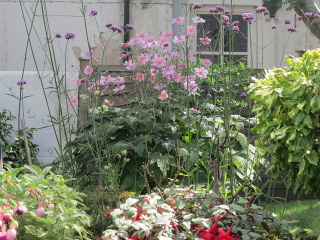 Some of Ann's flowers