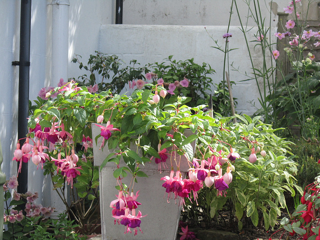 Lovely container full of fuschias