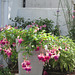 Lovely container full of fuschias