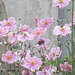 Ann's Japanese Anemone